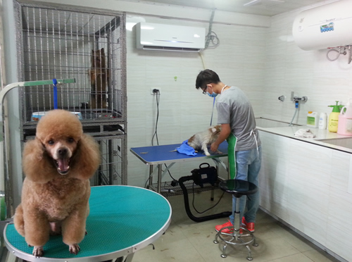 成功運(yùn)營(yíng)一家寵物店的關(guān)鍵服務(wù)策略