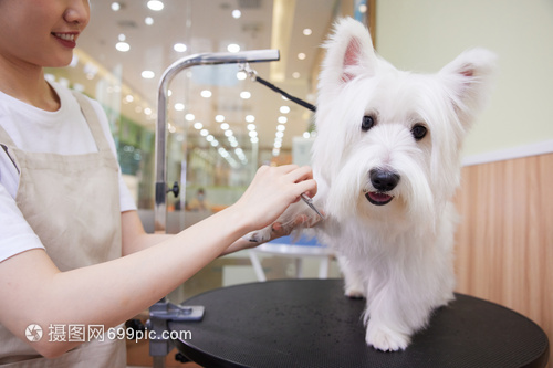 寵物美容 女性技師為愛犬打造精致造型
