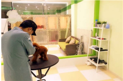 專業寵物服務，讓您的愛寵更健康快樂——記【寵物寶寶寵物店】