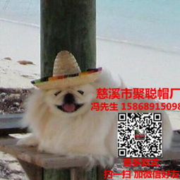 定制寵物帽，讓您的愛寵時尚又溫暖