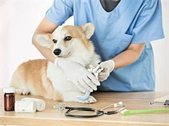 當(dāng)1元遇到寵物醫(yī)院 是福利還是噱頭？