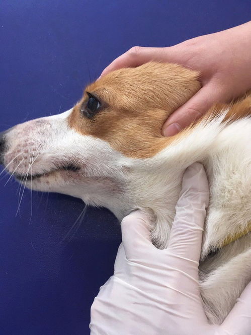 深圳寶安區及龍華區24小時寵物醫院與服務指南