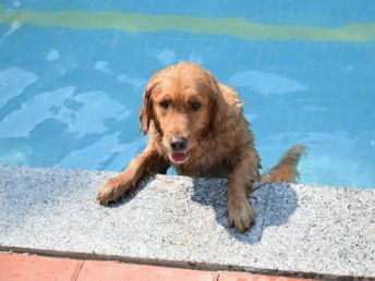 天河寵訓 專業狗狗訓犬基地，上門接送打造無憂訓練體驗