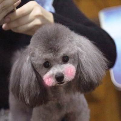 哈爾濱狗狗婚介所 專(zhuān)業(yè)灰泰迪DD配種服務(wù)